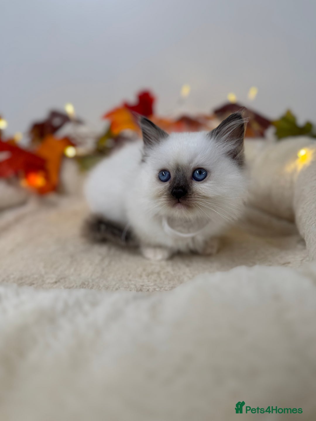 Ragdoll cats for sale: Adorable Ragdoll Kittens - GCCF registered - Image 4