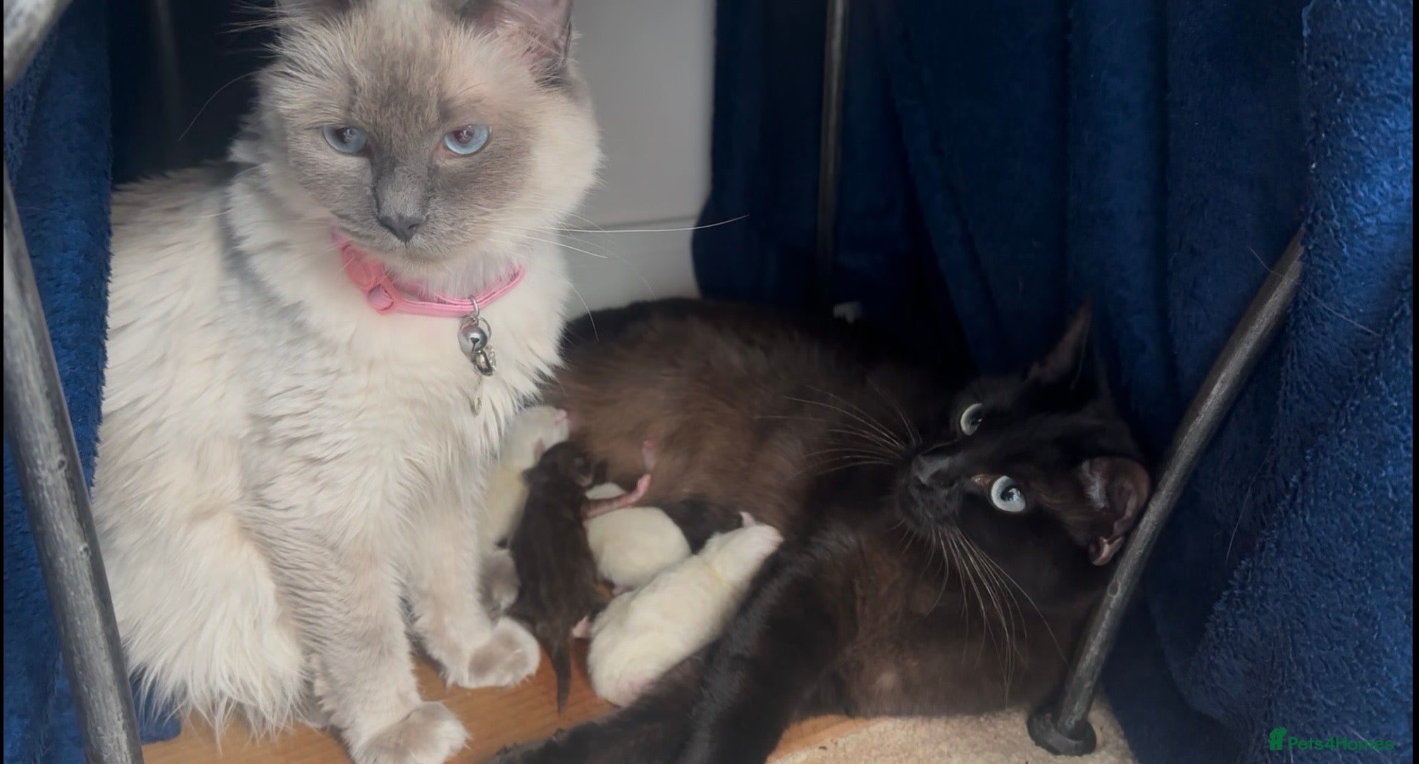 Ragdoll cats 7 STUNNING RAGAMESE (RAGDOLL-SIAMESE) KITTENS - Advert 14