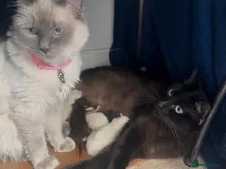 Ragdoll cats 7 STUNNING RAGAMESE (RAGDOLL-SIAMESE) KITTENS - Advert 14