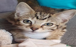 Bengal cats for sale: Bengal kittens for sale - Image 9