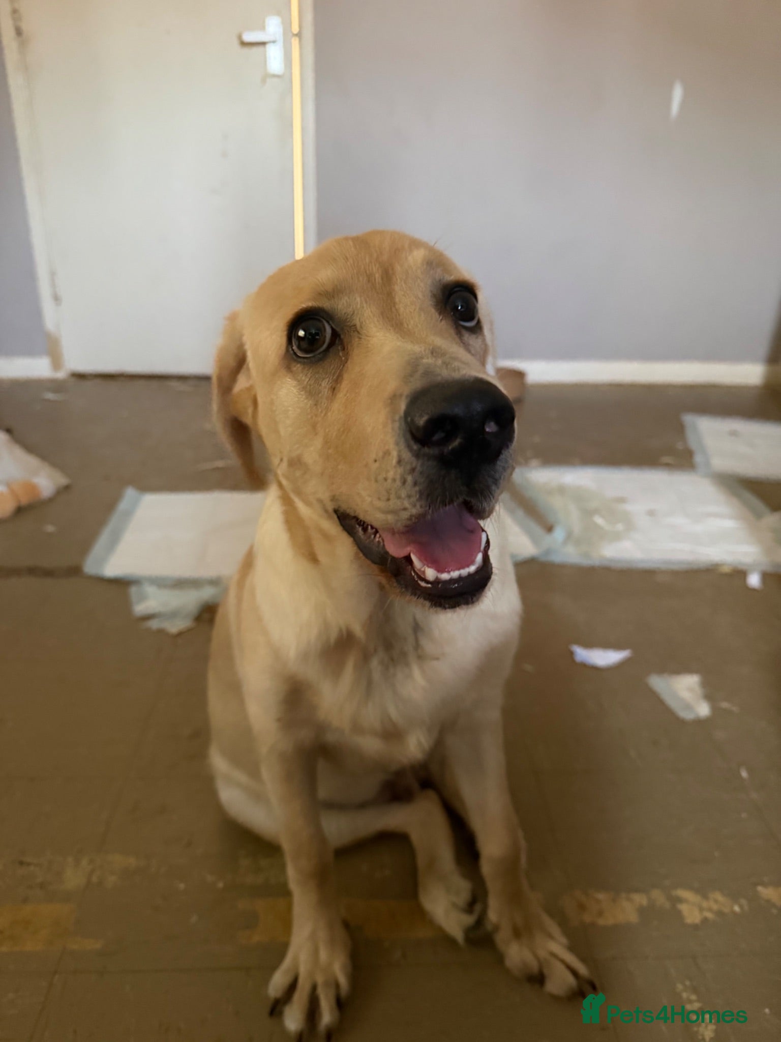 Labrador Retriever dogs Yellow Labrador  - Advert 6