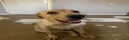 Labrador Retriever dogs for sale: Yellow Labrador  in Redhill - Advert 1