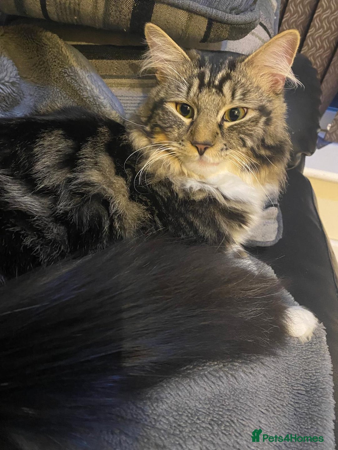 Maine Coon cats for sale: Casper  - Image 4