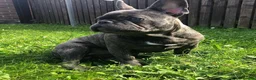 French Bulldog dogs for stud: Cali Comet - Advert 1