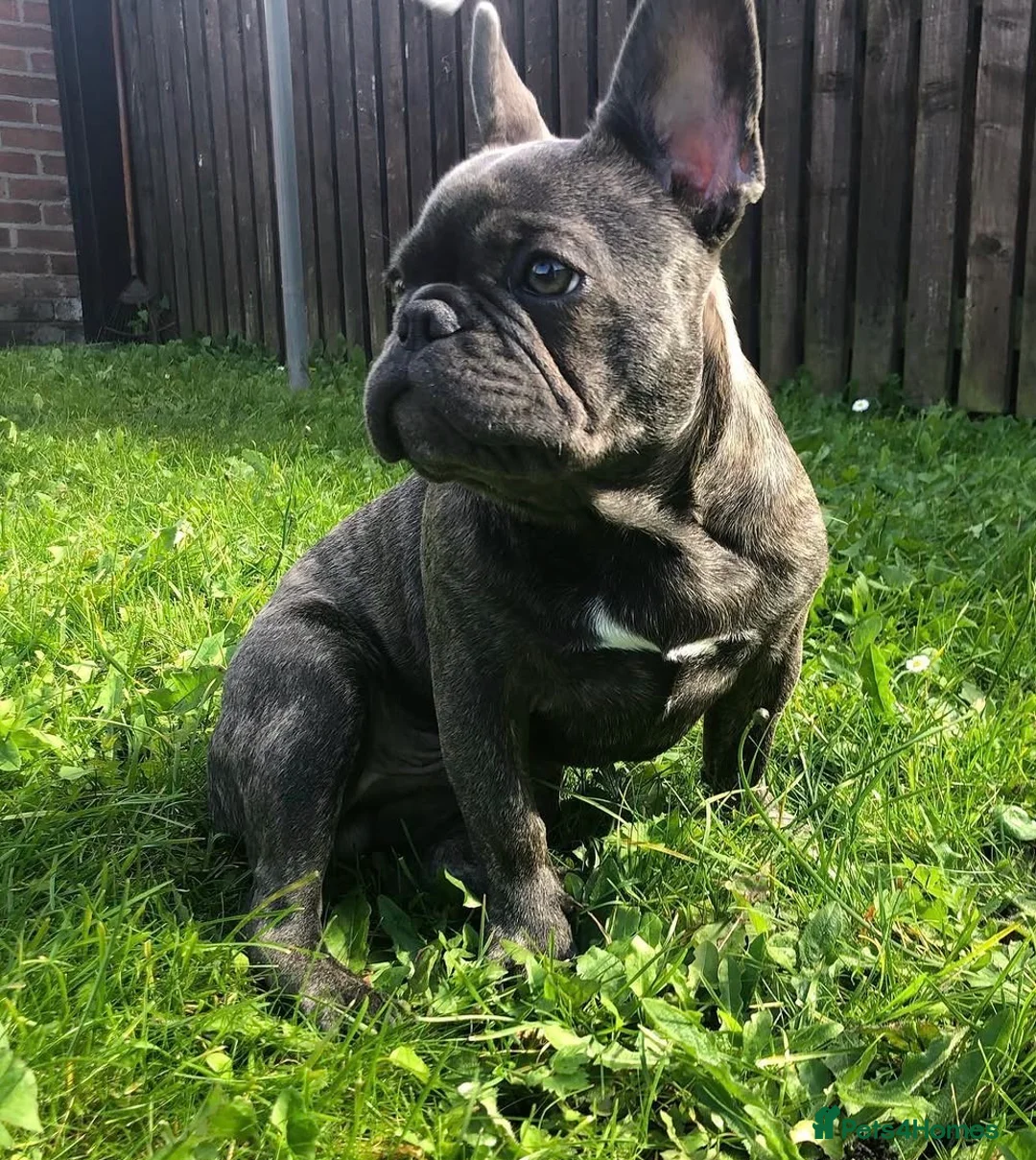 French Bulldog dogs for stud: Cali Comet - Advert 1