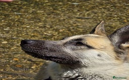 Shepsky dogs for sale: jinx  - Image 4