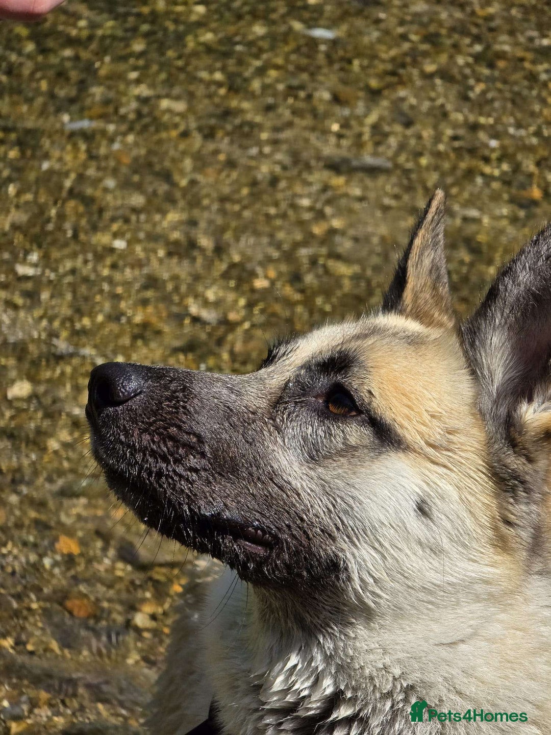 Shepsky dogs for sale: jinx  - Image 4