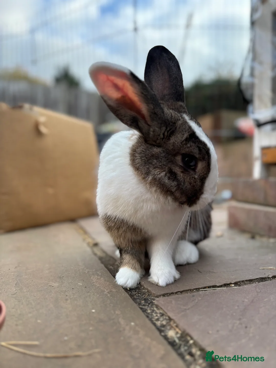 Mixed Breed rabbits for sale: My beautiful girl - Advert 4