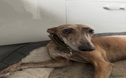 Lurcher dogs for sale: Dougie - 2yr Old Lurcher - Image 2