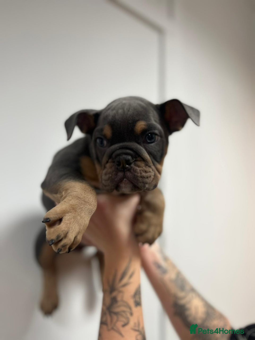 English Bulldog dogs for sale: 6 TOP QUALITY ENGLISH BULLDOG PUPPIES  - Advert 11