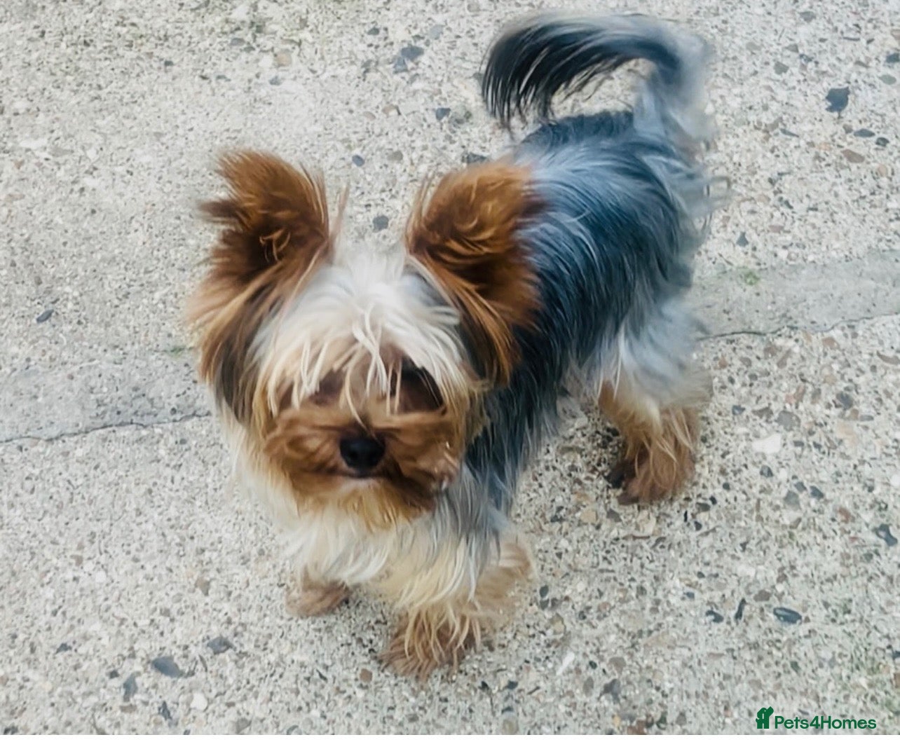 Yorkshire Terrier dogs TRADITIONAL SMALL TYPE YORKSHIRE TERRIER FOR STUD  - Advert 5