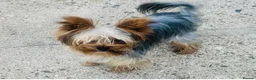 Yorkshire Terrier dogs for stud: TRADITIONAL SMALL TYPE YORKSHIRE TERRIER FOR STUD  - Advert 2