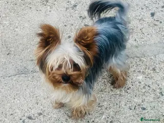 Yorkshire Terrier dogs TRADITIONAL SMALL TYPE YORKSHIRE TERRIER FOR STUD - Advert 5