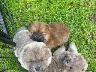 Chow Chow dogs KC Registered Chow Chow Puppies for Sale - Advert 2