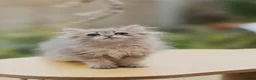 British Shorthair cats for sale: TICA Blue Golden BSH/BLH kittens looking for homes - Advert 4