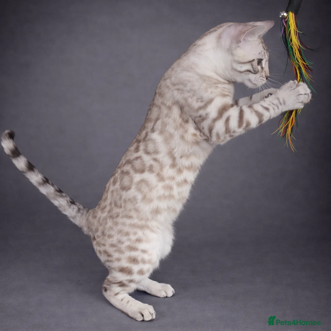 Bengal cats for sale: ⭐SENSATIONAL⭐️Seal Silver Mink Stud TICA REG - Advert 3