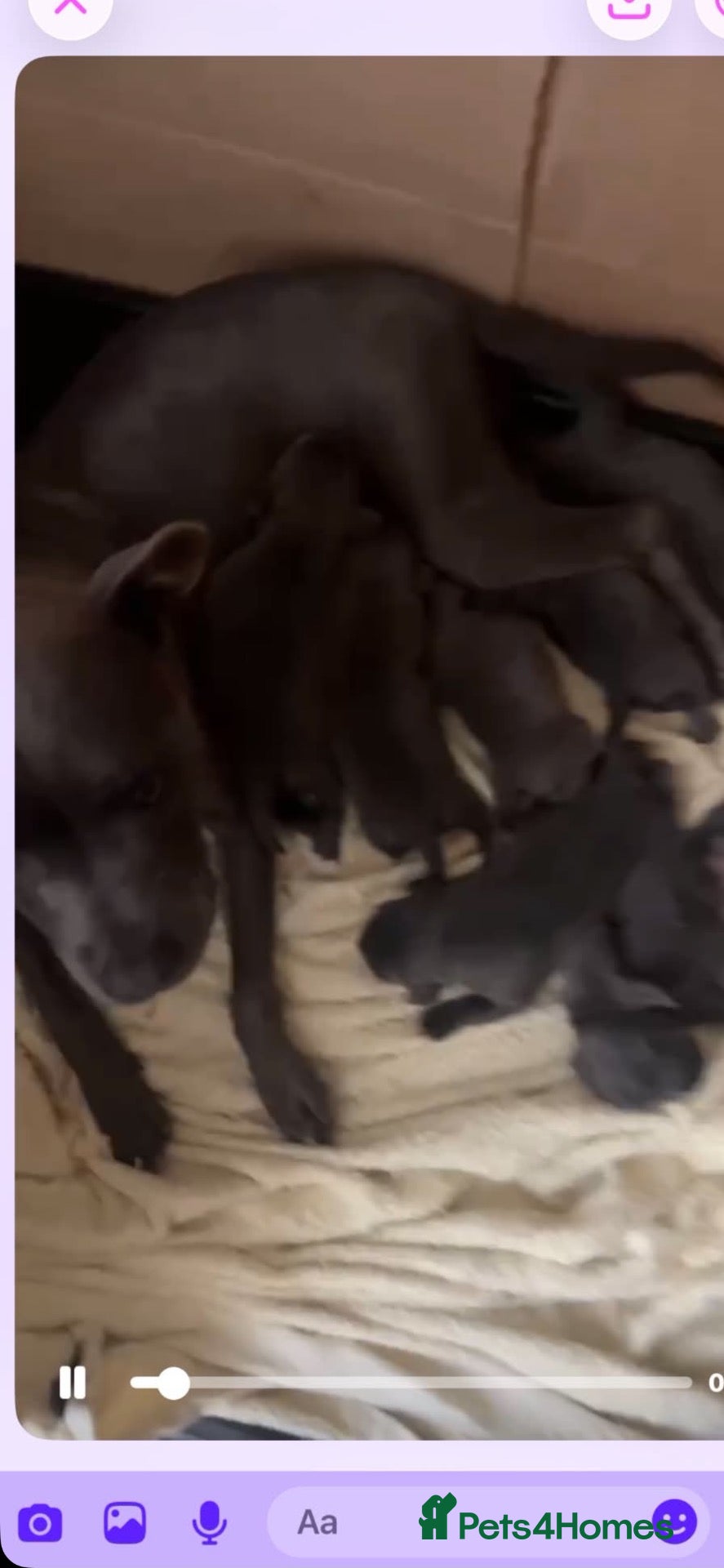 Staffordshire Bull Terrier dogs Staffordshire bull terriers pups - Advert 1