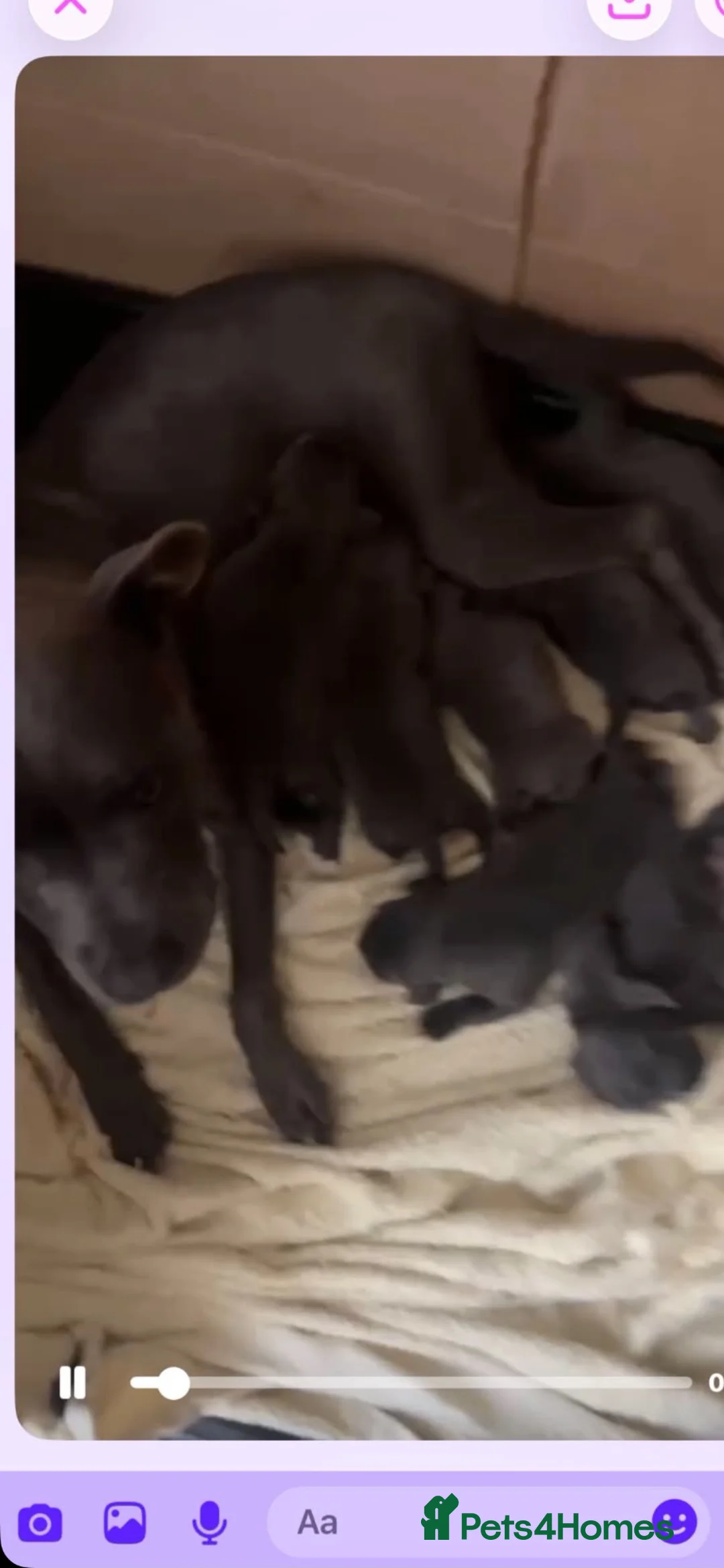 Staffordshire Bull Terrier dogs for sale: Staffordshire bull terriers pups - Advert 1