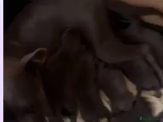 Staffordshire Bull Terrier dogs Staffordshire bull terriers pups - Advert 1
