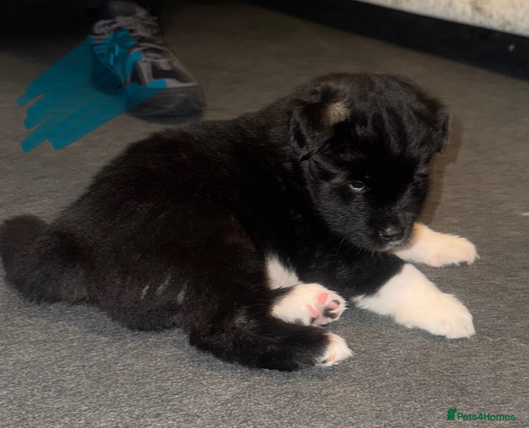 Akita dogs for sale: Akita puppies for sale  - Advert 23