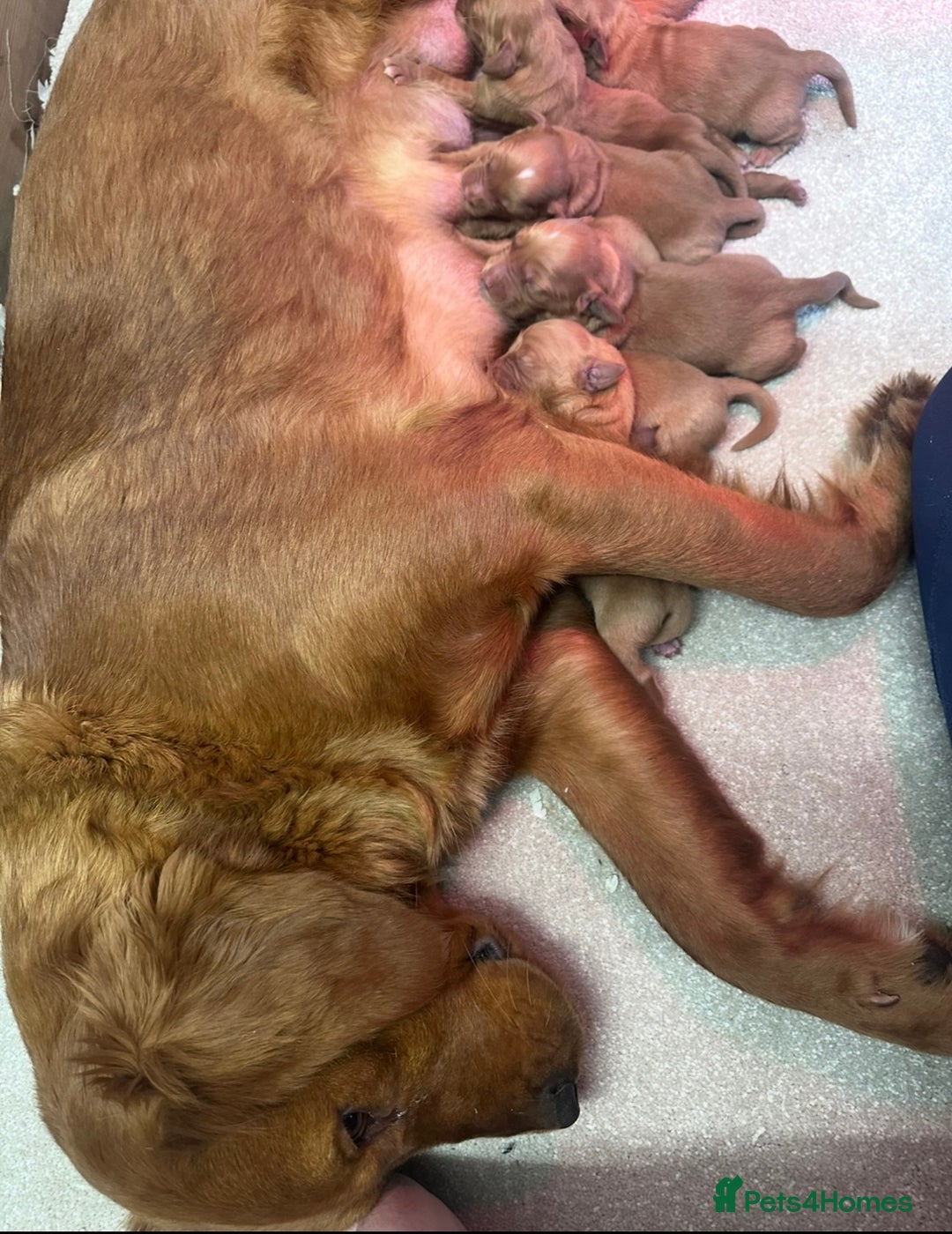 Golden Retriever dogs for sale: Fully health tested kennel club registered puppies - Image 6