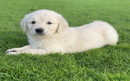 Golden Retriever dogs for sale: Stunning Golden Retriever Puppies - Image 4