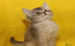 Somali cats for sale: Blue silver female Somali - Image 7