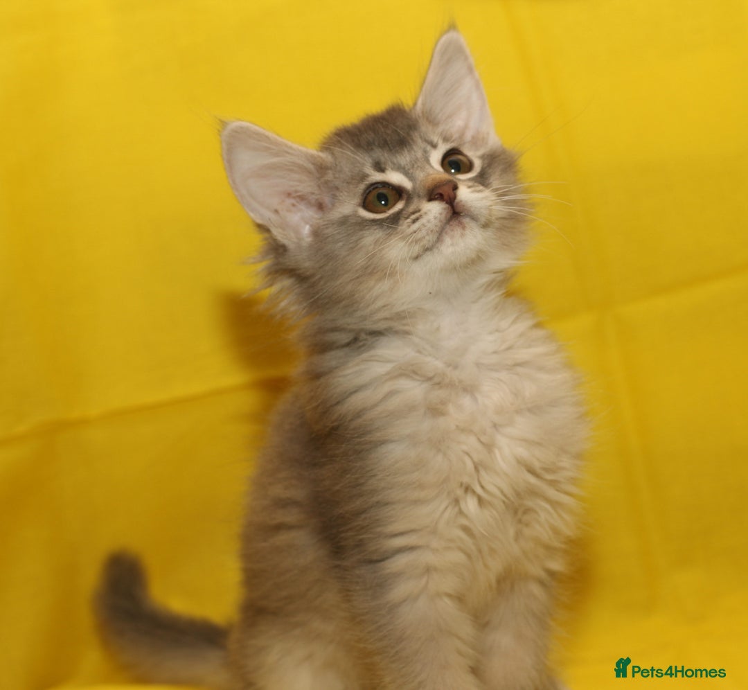 Somali cats for sale: Blue silver female Somali - Image 7