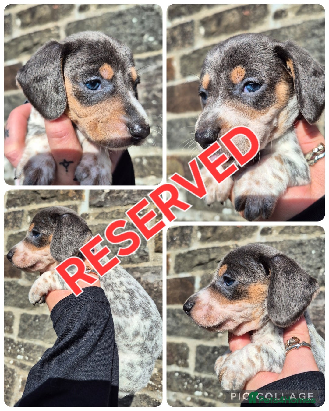 Miniature Dachshund dogs for sale: *LAST BOY* PRA CLEAR MINIATURE DACHSHUND PUPPIES  - Image 7
