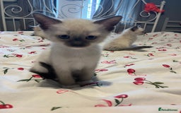 Siamese cats for sale: 3 stunning applehead Siamese kittens  - Image 3