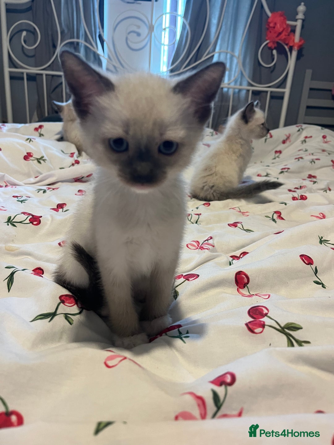 Siamese cats for sale: 3 stunning applehead Siamese kittens  - Image 3