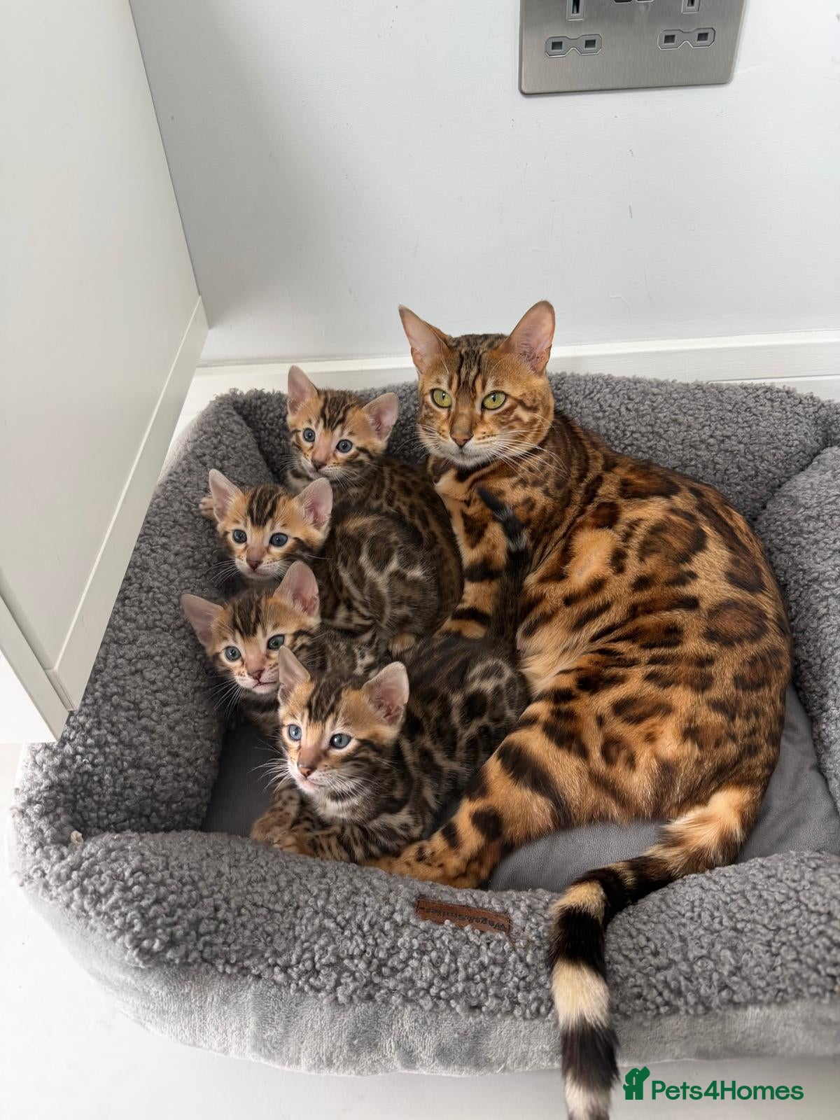 Bengal cats TIKA registered 5th Pedigree bengal kittens  - Advert 3