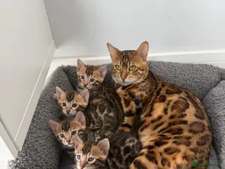 Bengal cats TIKA registered 5th Pedigree bengal kittens - Advert 3