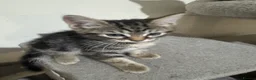Domestic Shorthair cats for sale: Lovely tabby kittens - Advert 29