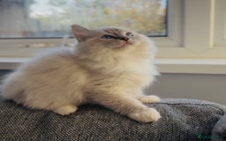 Ragdoll cats for sale: 💙🐾Tica full Pedigree🐾EU Ragdoll 🐱🐾DNA Clear - Image 30