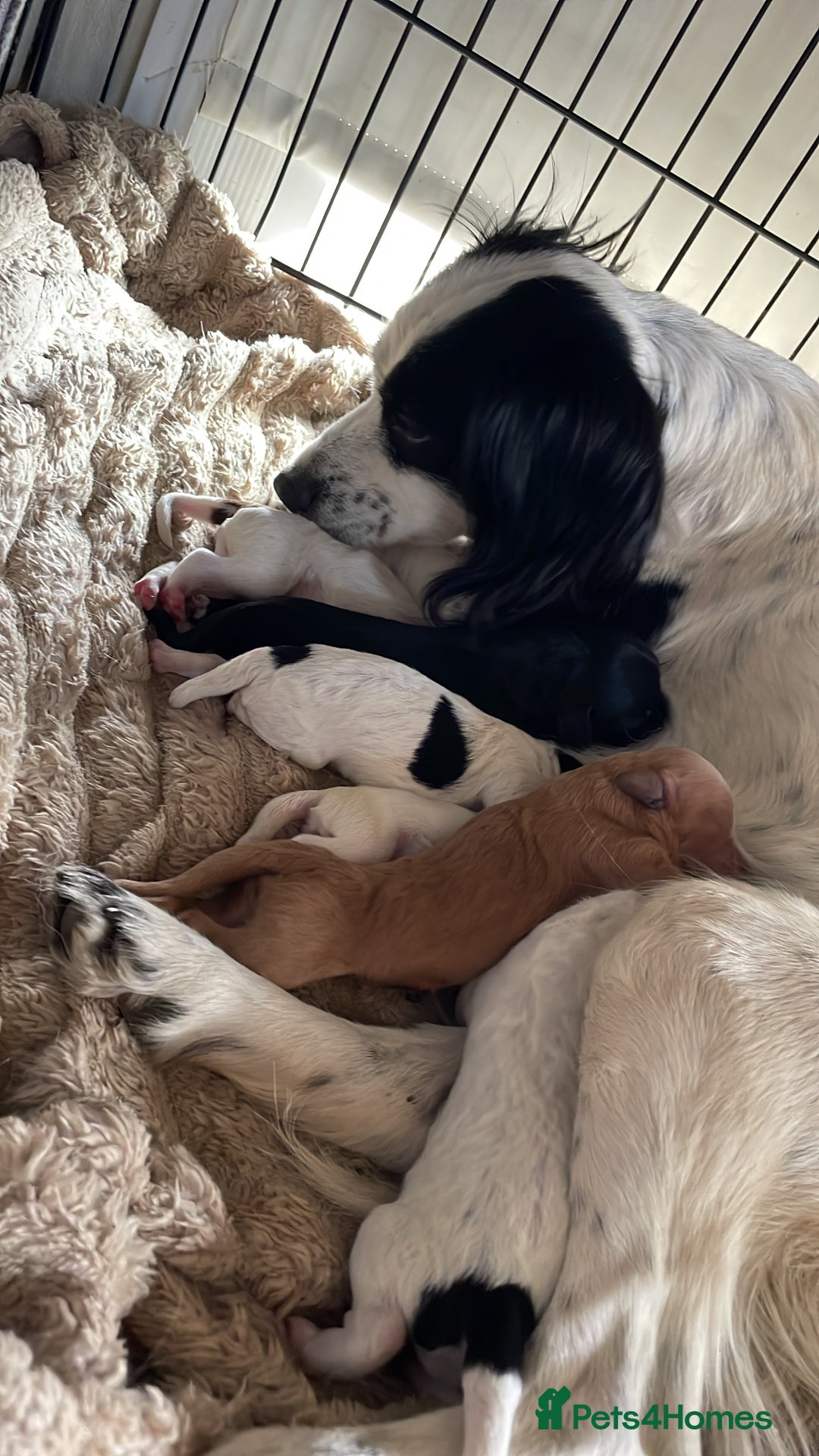 Cockapoo dogs for sale: Adorable cockerpoos  - Image 8