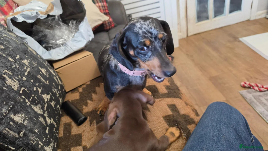 Miniature Dachshund dogs for sale: 2 FEMALE MINIATURE DACHSHUND PUPPIES  - Advert 1