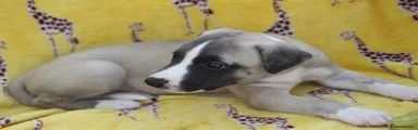 Whippet 4