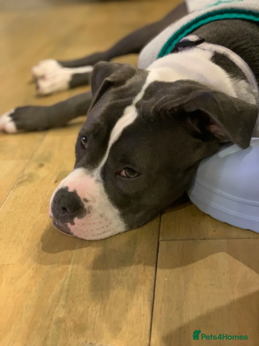 Staffordshire Bull Terrier dogs for sale: Female Staffordshire Bull Terrier Cross in Bournemouth - Advert 5
