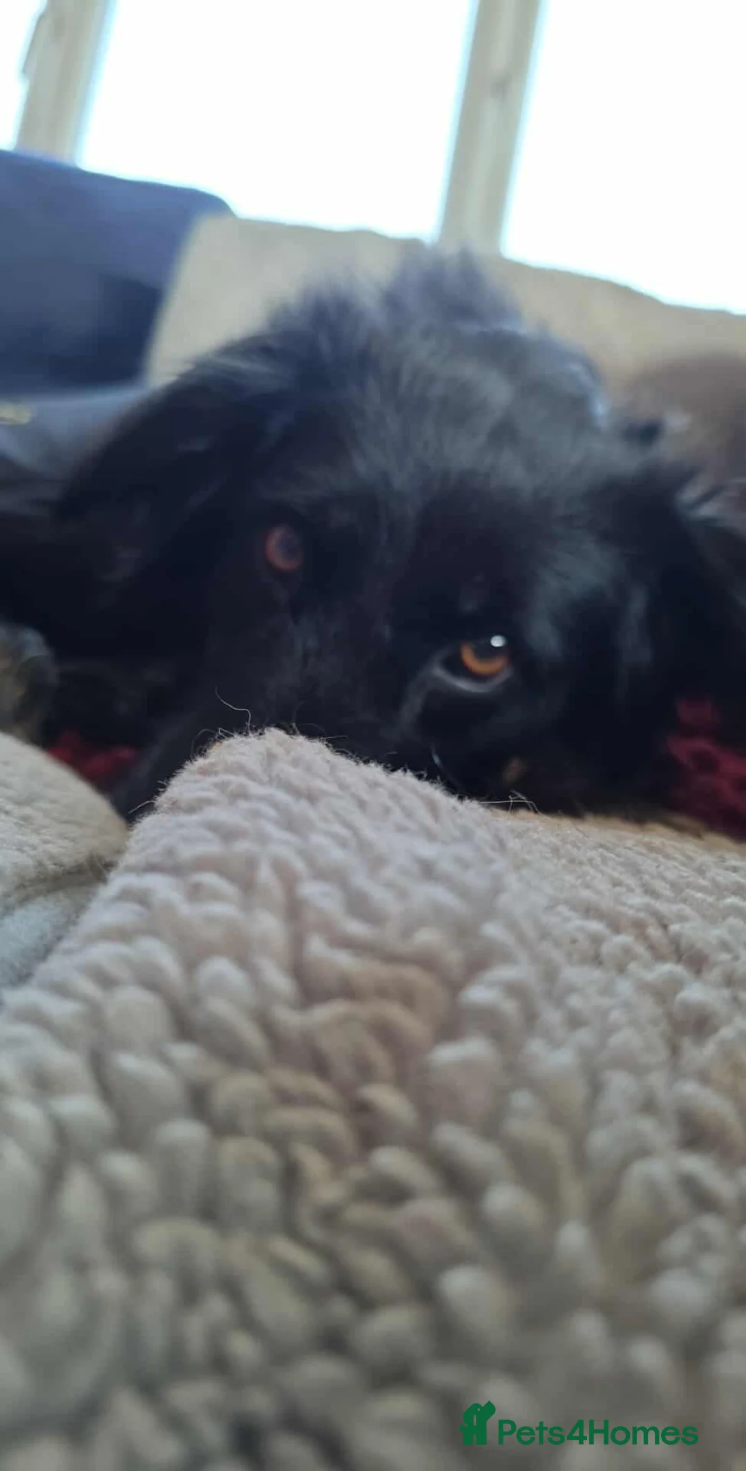 Mixed Breed dogs for adoption: TILLY (All black girl) - Advert 3