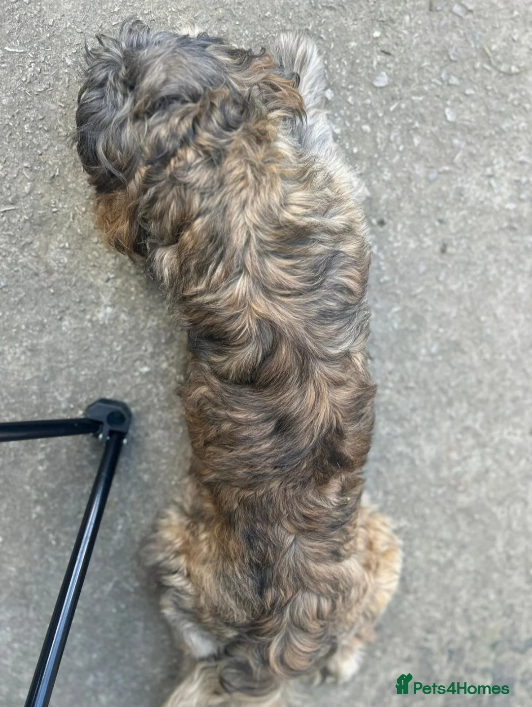 Shih Tzu dogs for stud: Shih Tzu For Stud - Advert 2