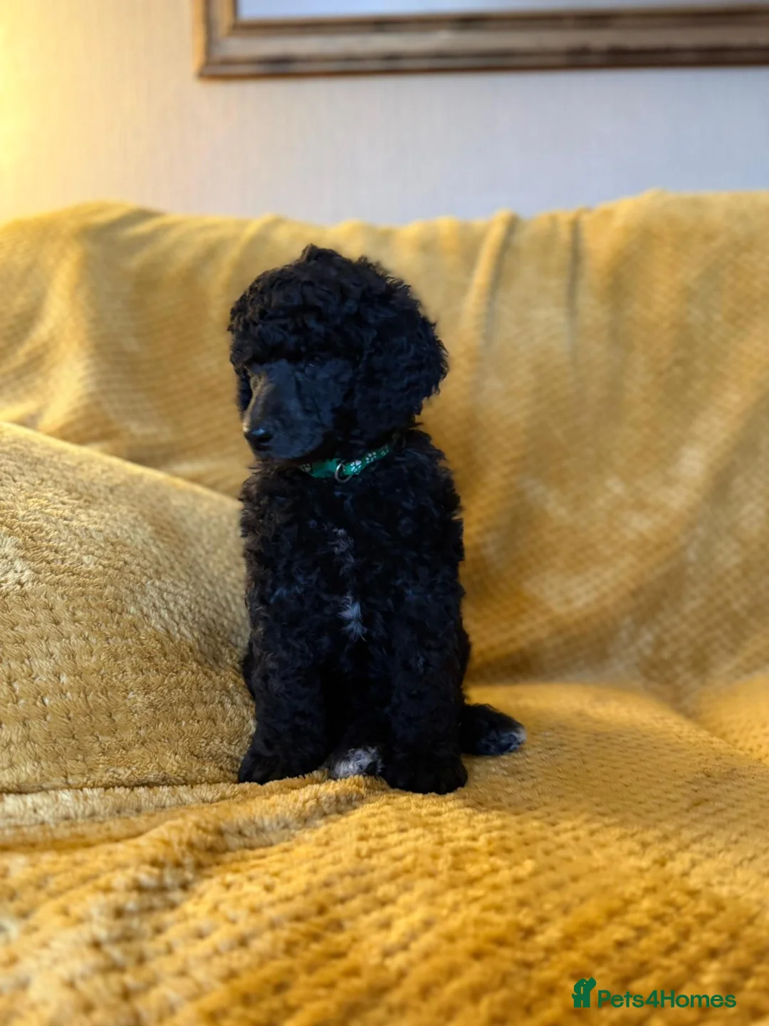 Standard Poodle dogs for sale: Silver & blue KC registered Standard Poodle Boys - Advert 7