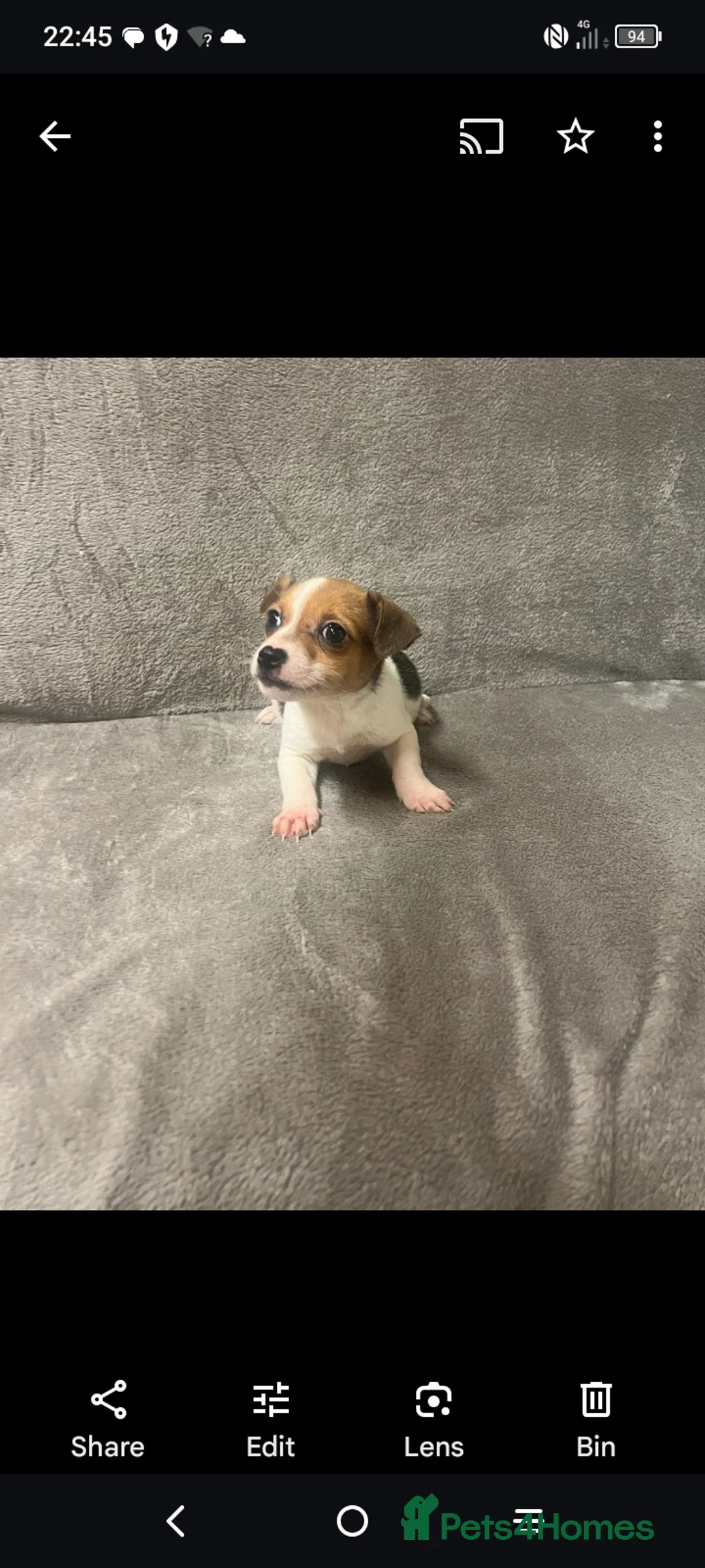 Jack Russell dogs for sale: Miniature jack Russell puppies  - Advert 5
