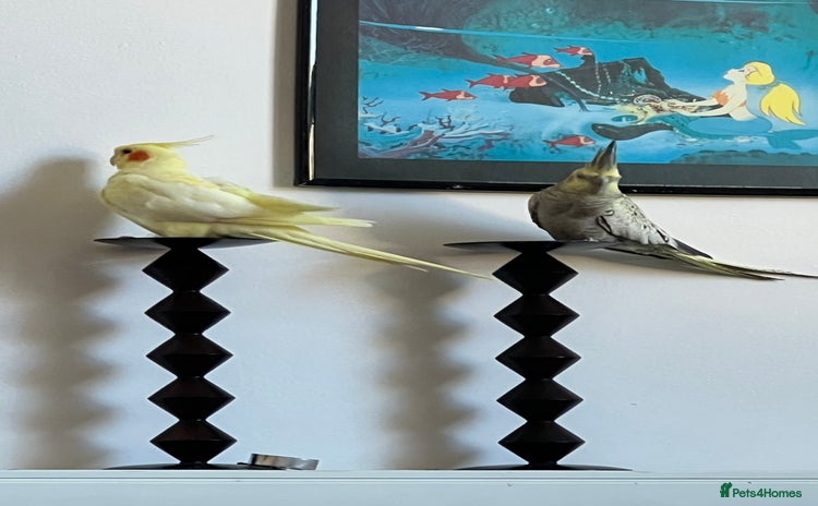 Cockatiels birds - Advert 3