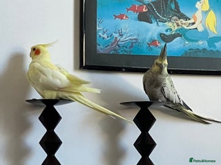 Cockatiels birds - Advert 31