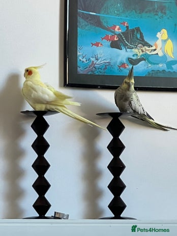 Cockatiels birds - Advert 3