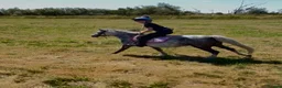 Welsh Section A horses for sale: Lovely little chirry  - Advert 3