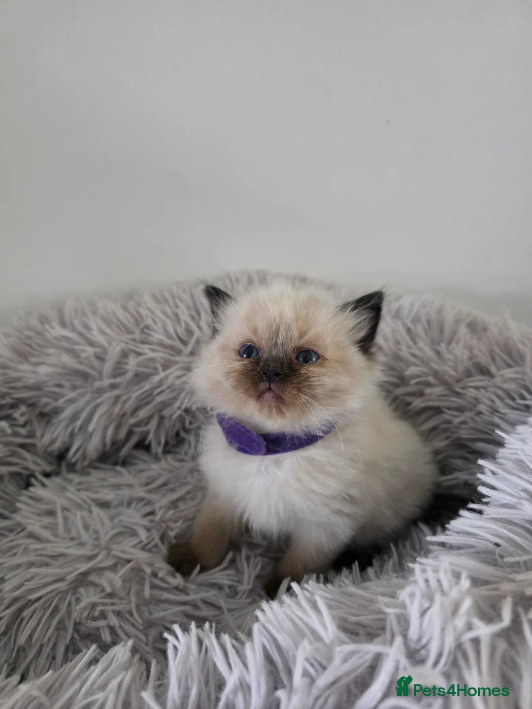 Ragdoll cats for sale: Gorgeous Ragdoll Kittens - Advert 7