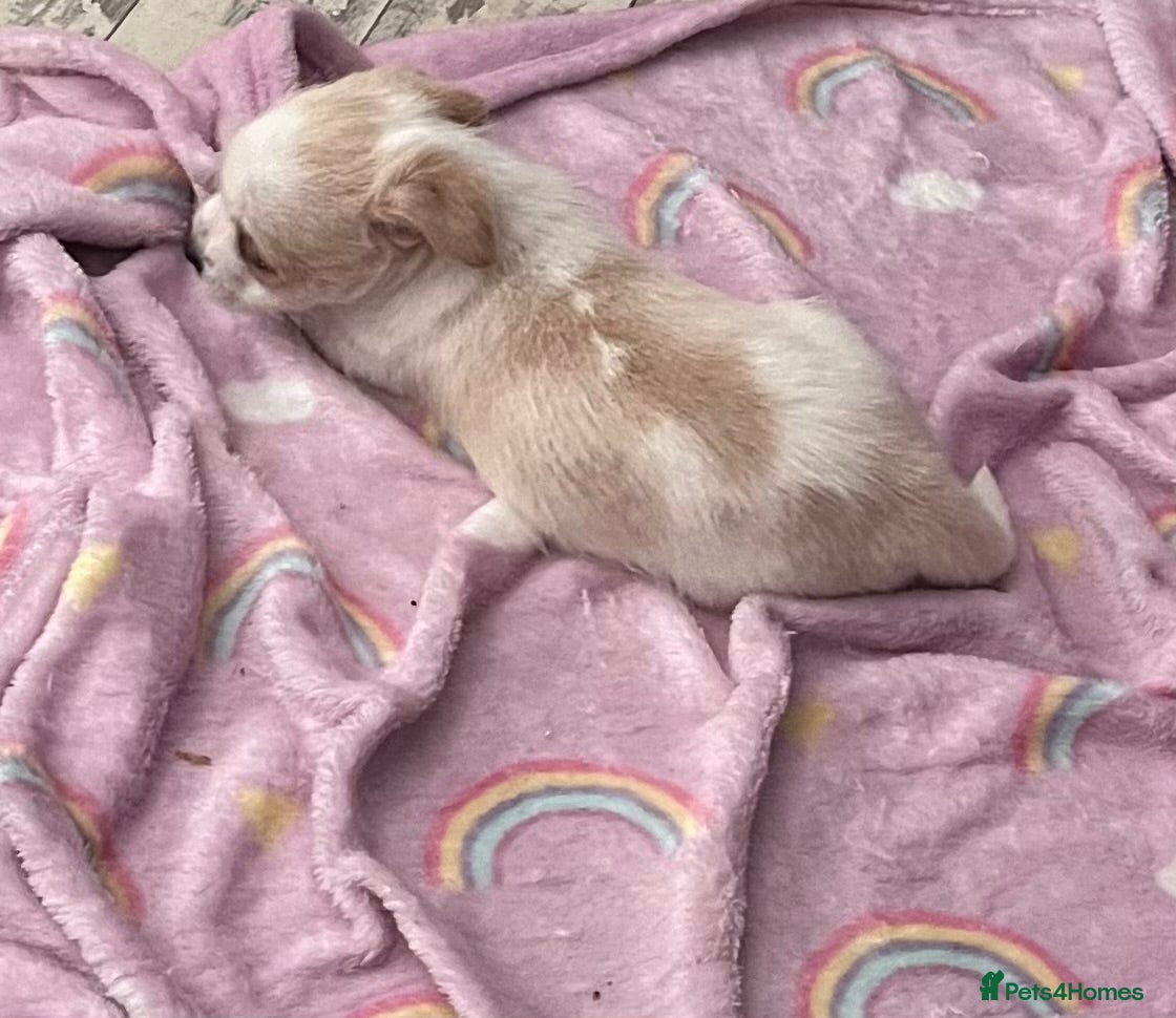 Mixed Breed dogs POMCHI X BABIES - Advert 13