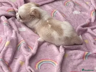 Mixed Breed dogs POMCHI X BABIES - Advert 13